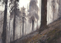 Among Giants (Sequoia National Park)